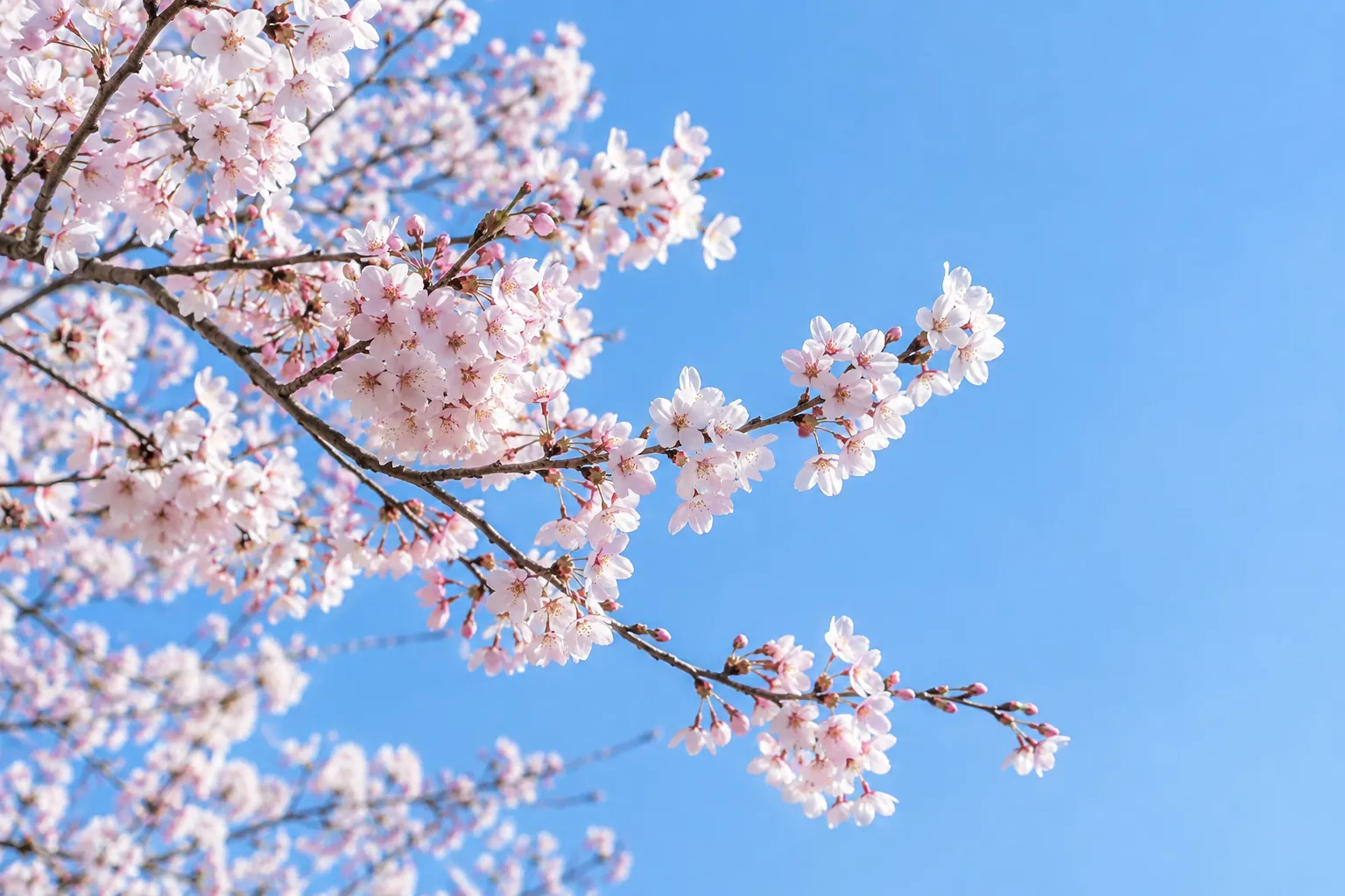 青空に咲く桜
